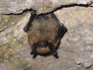 Cochrane Ecological Institute