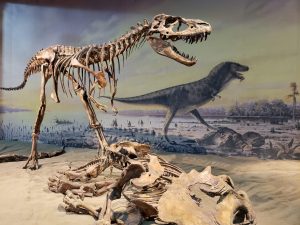 Royal Tyrrell Museum Cooperating Society