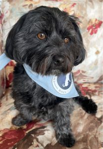 Community Therapy Dogs Society (CTDS)