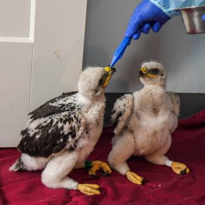 Calgary Wildlife Rehabilitation Society