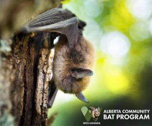 WCS Wildlife Conservation Society Canada