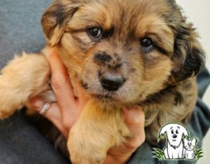 Alberta Animal Rescue Crew Society (AARCS)