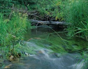 Alberta Riparian Habitat Management Society (Cows and Fish)