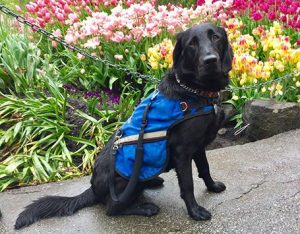 BC & Alberta Guide Dogs