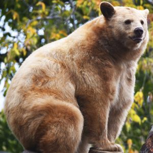 Wilder Institute/Calgary Zoo