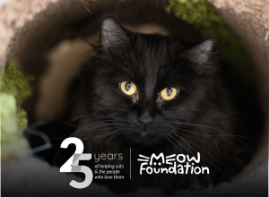 MEOW Foundation