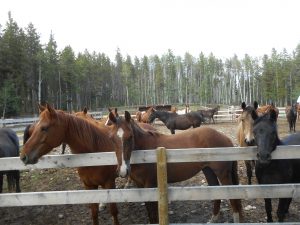 Bear Valley Rescue Society