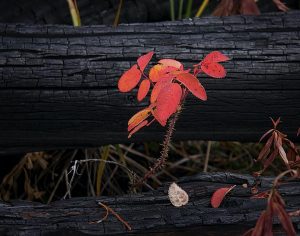 The Resilience Institute