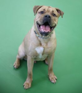 Calgary Humane Society