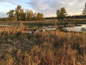 Corvus Centre for Conservation Policy