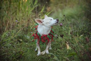 Fur-ever Homes Rescue