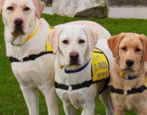 Pacific Assistance Dogs Society