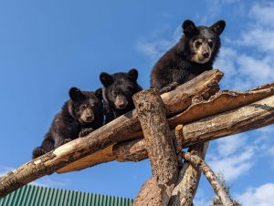 Alberta Institute for Wildlife Conservation
