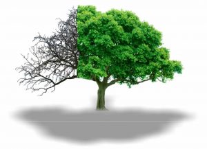 The Oladele Foundation/African Cancer Support Group