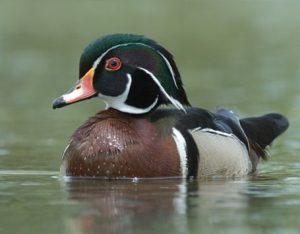 Ducks Unlimited Canada