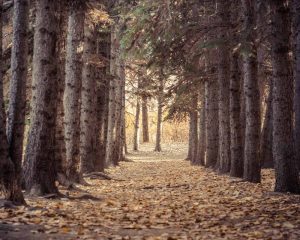 Resicare Society of Calgary